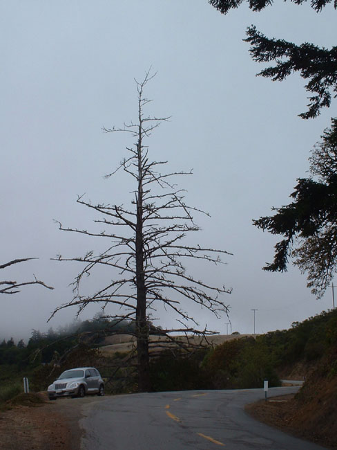 40 Cruiser and a Tree