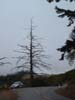 40 Cruiser and a Tree
